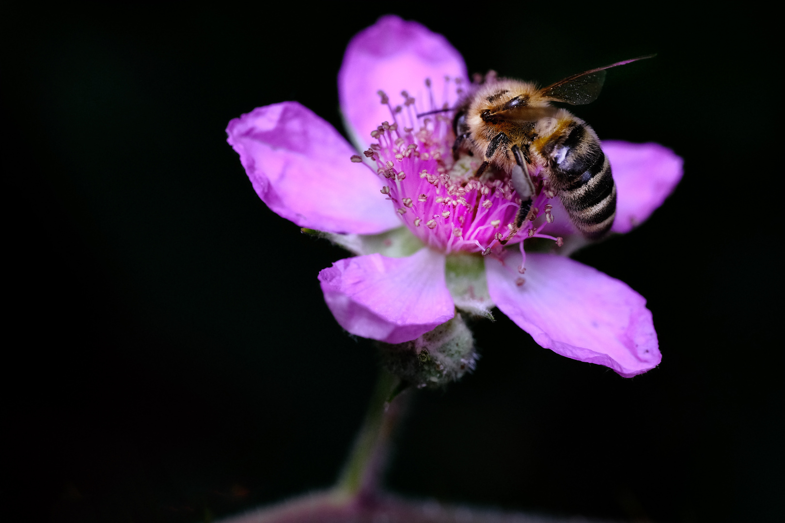 Biene auf Brombeerblüte