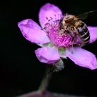 Biene auf Brombeerblüte