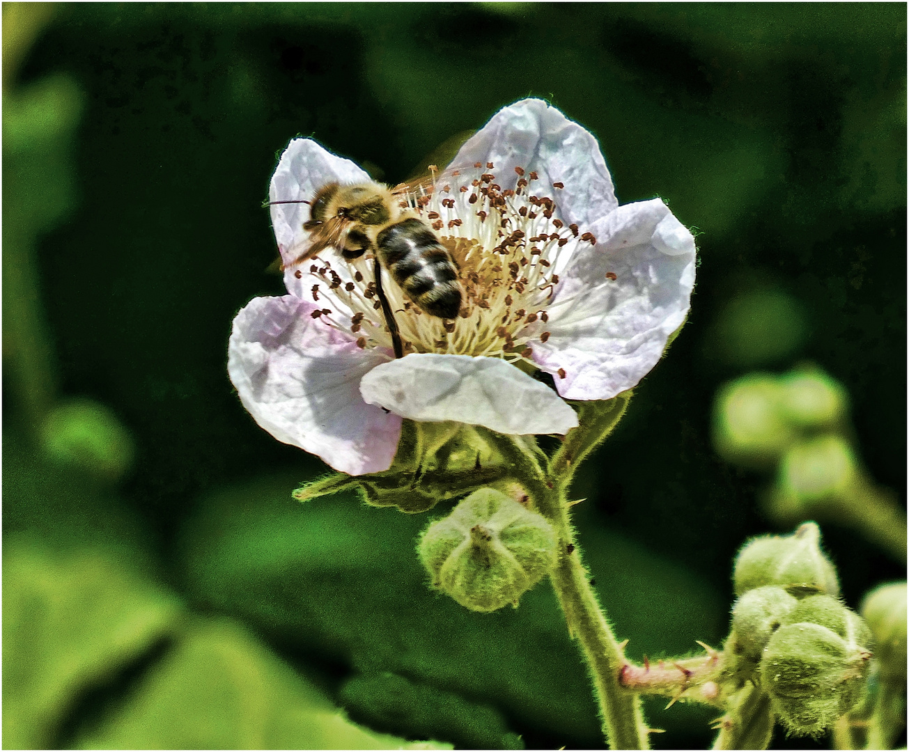 Biene auf Brombeerblüte