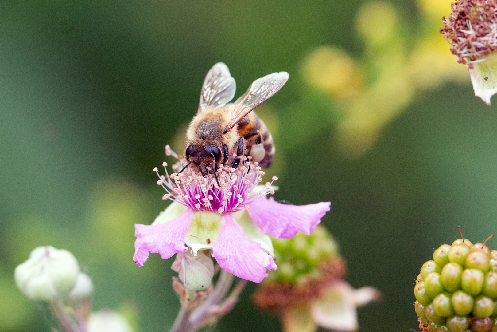 Biene auf Brombeerblüte (Ausschnitt)