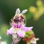 Biene auf Brombeerblüte (Ausschnitt)