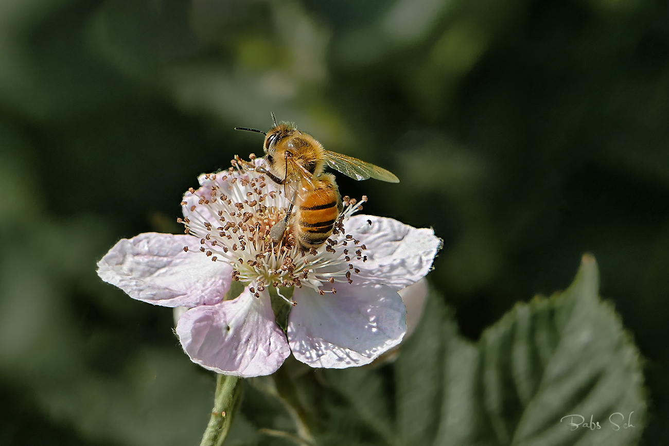 Biene auf Brombeerblüte