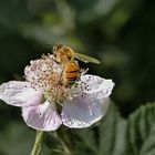 Biene auf Brombeerblüte