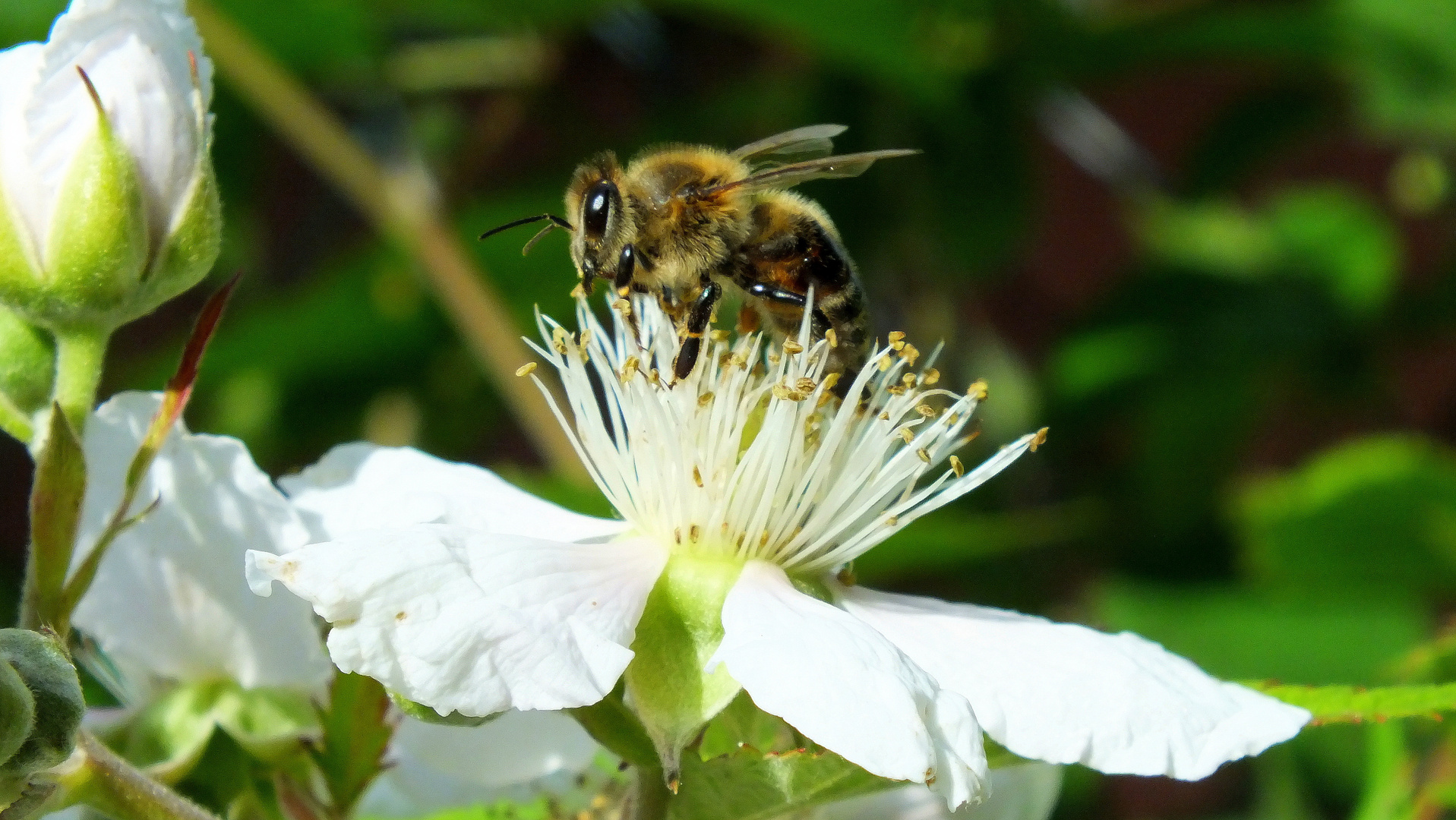 Biene auf Brombeerblüte Teil 2