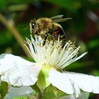 Biene auf Brombeerblüte Teil 2