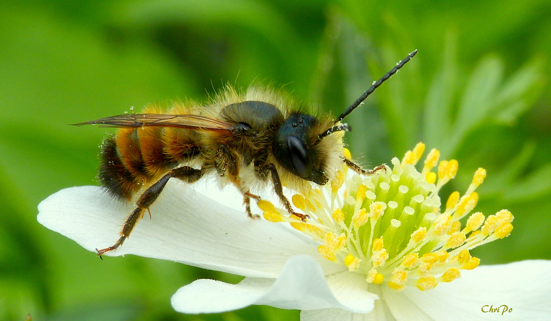 Biene auf Buschwindröschen