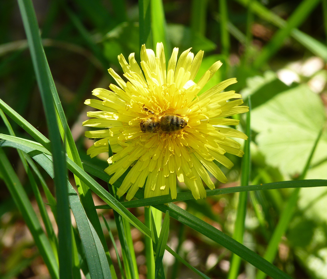 Biene auf Butterblume