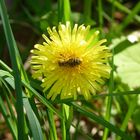 Biene auf Butterblume