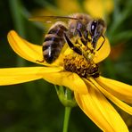 Biene auf Coreopsis