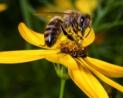 Biene auf Coreopsis