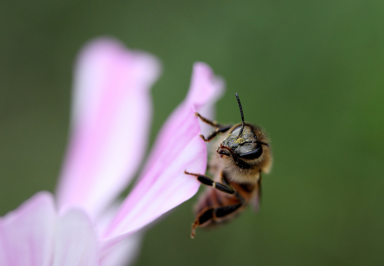 Biene auf Cosmea 2