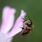 Biene auf Cosmea 2