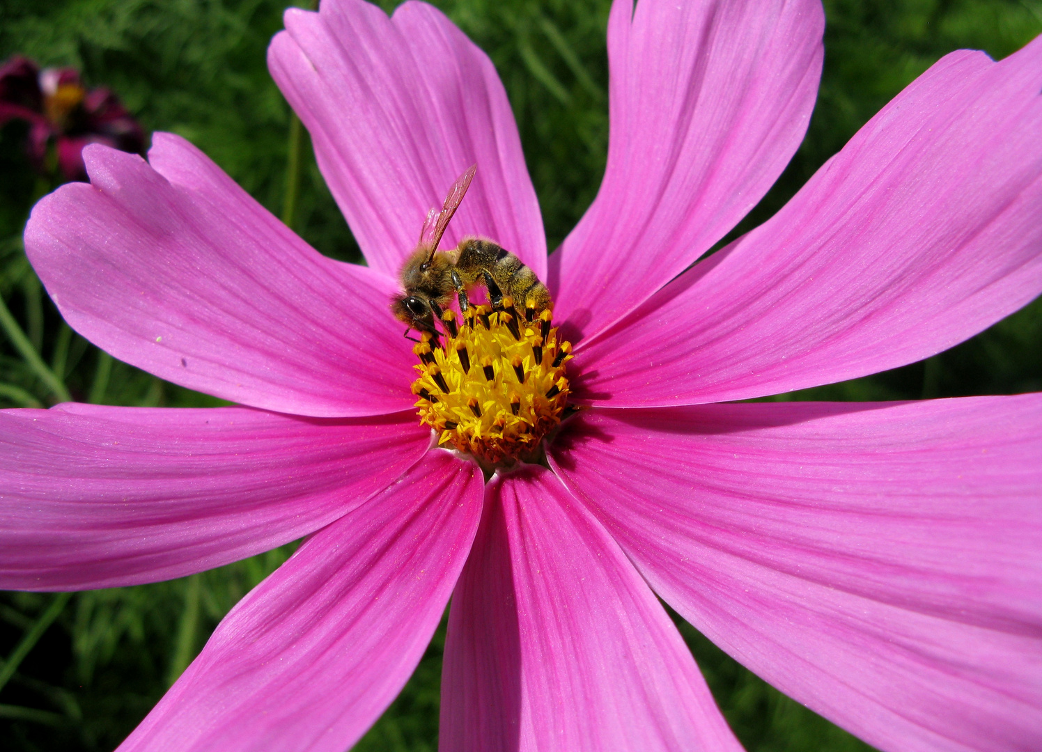 Biene auf Cosmea / Bee on a flower