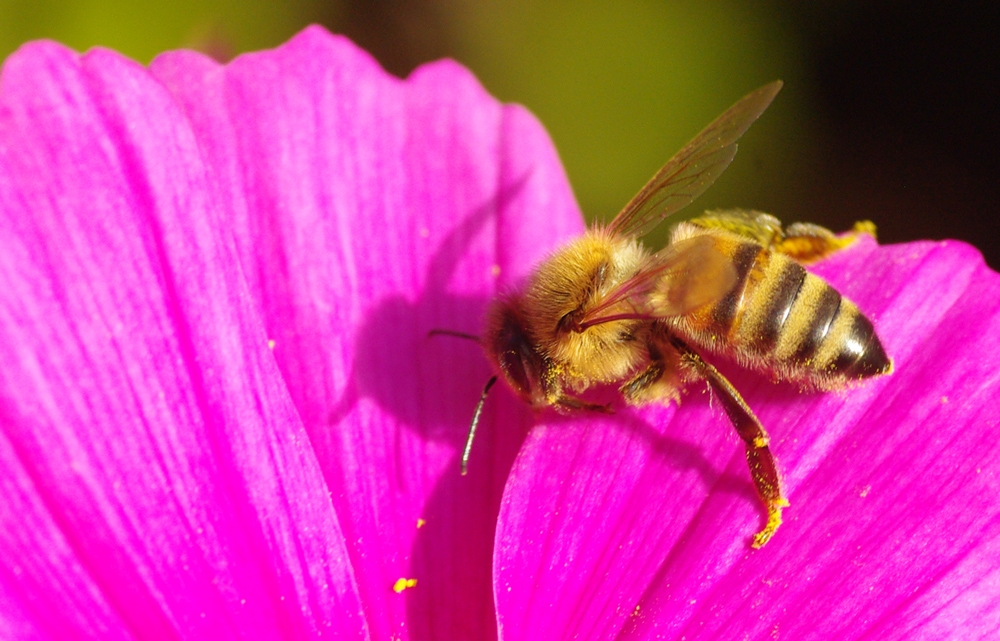 Biene auf Cosmea