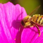 Biene auf Cosmea