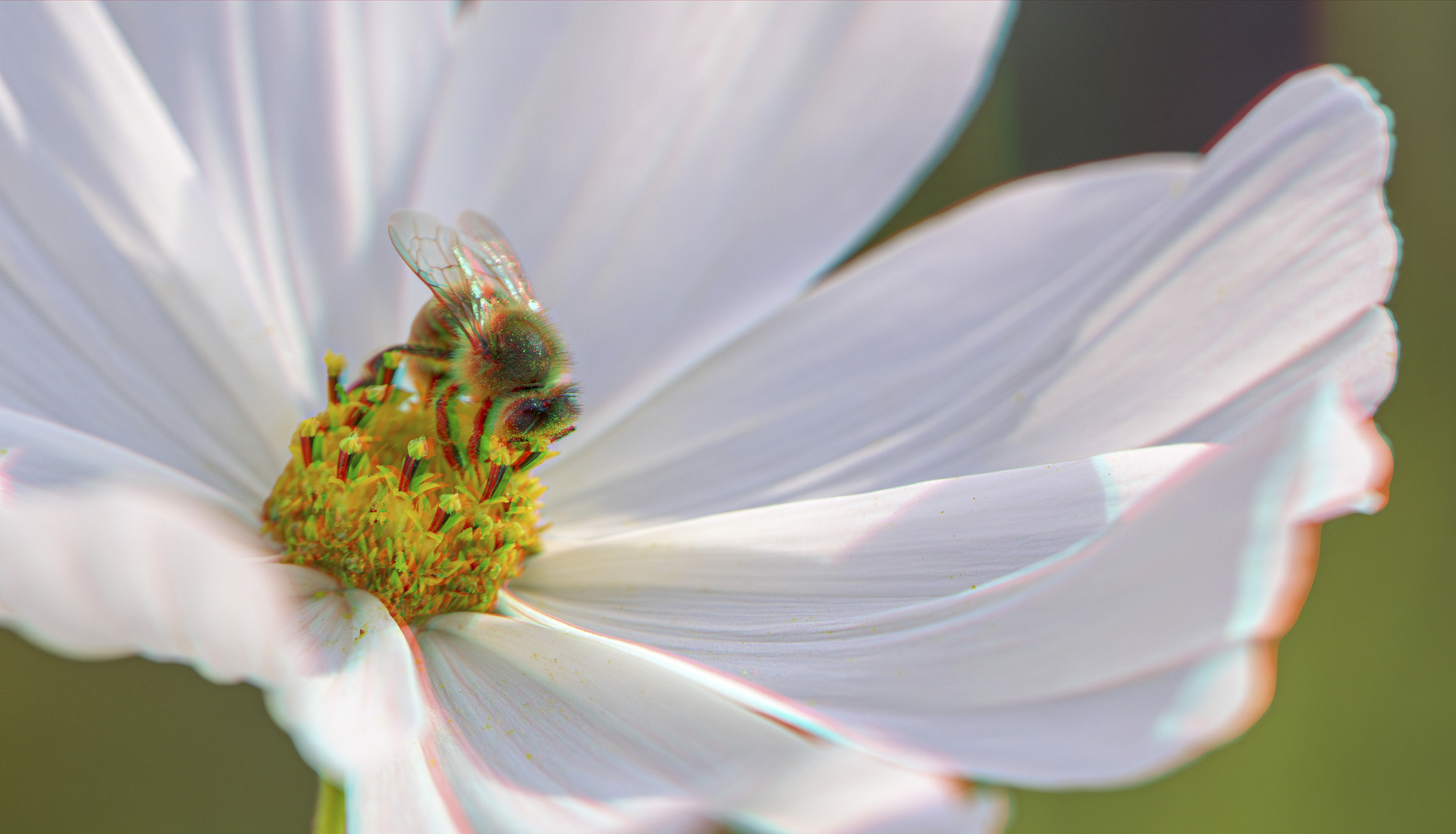 Biene auf Cosmea