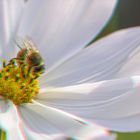 Biene auf Cosmea