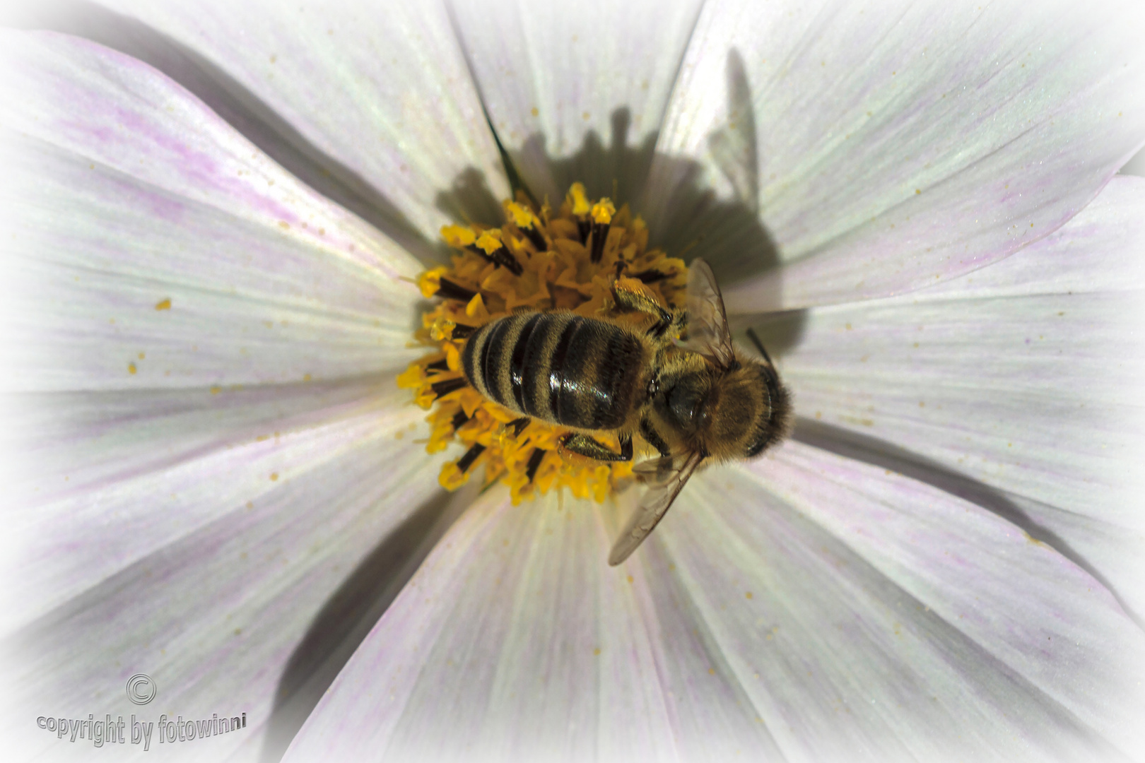 Biene auf Cosmeablüte