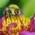 Biene auf Dahlie