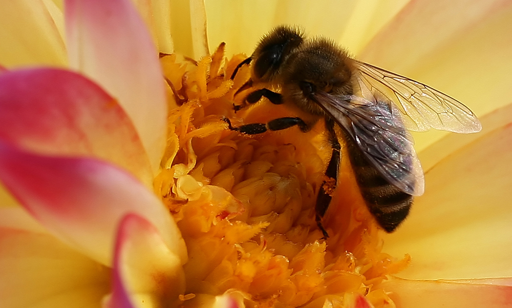 Biene auf Dahlie