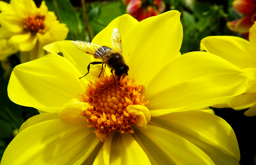 Biene auf Dahlie