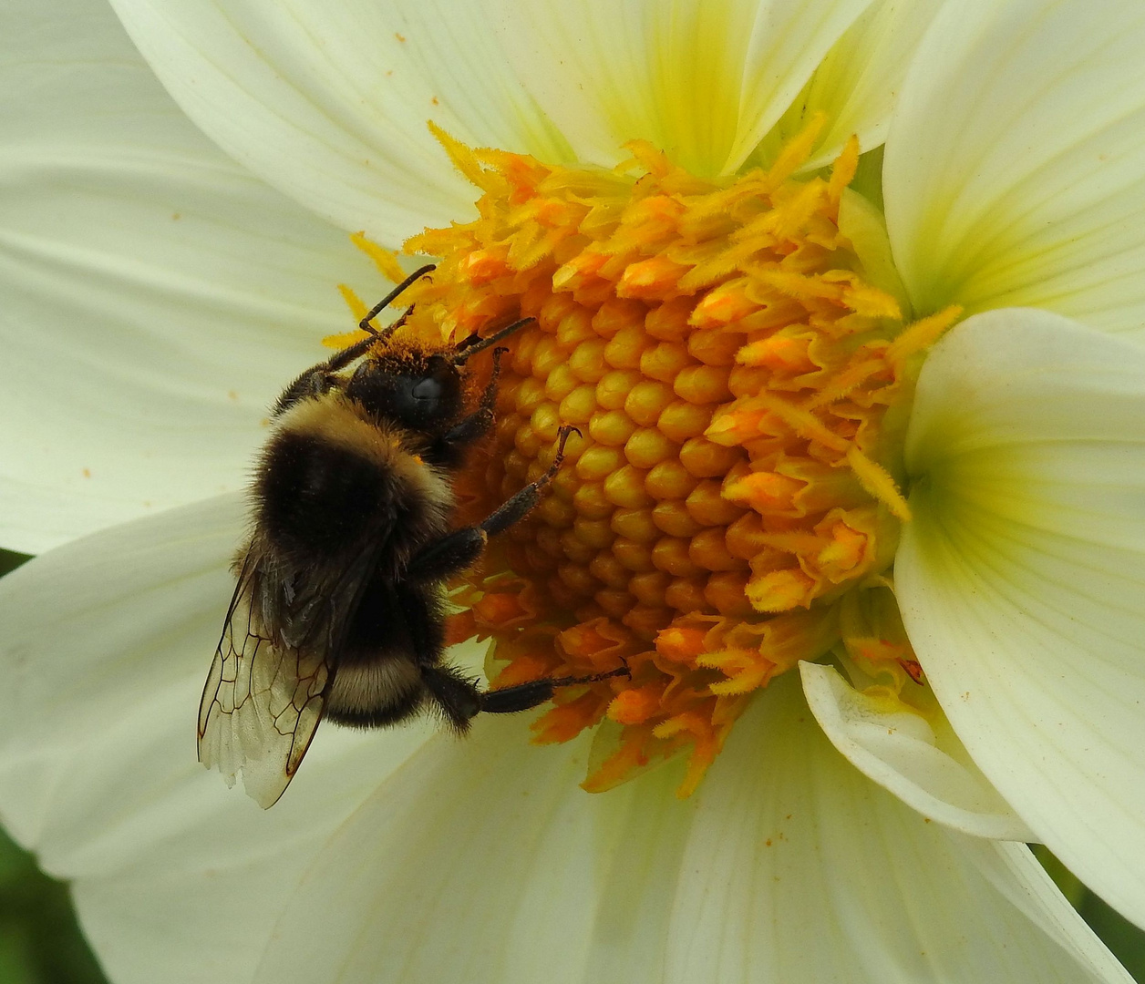 Biene auf Dahlienblüte