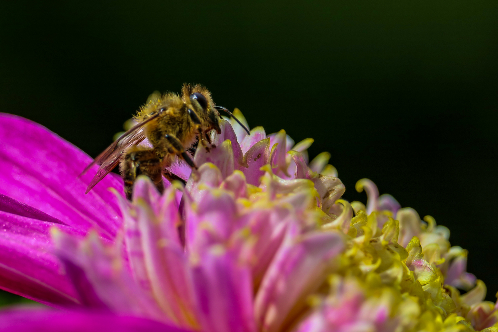 Biene auf Dahlienblüte