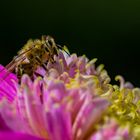 Biene auf Dahlienblüte