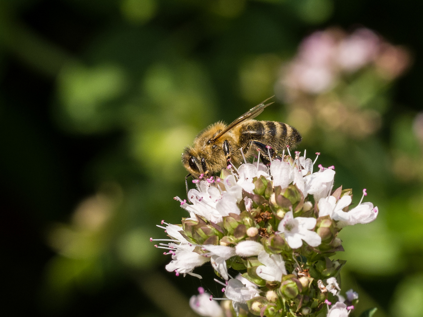 Biene  auf Delikatess-Blüten 