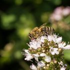 Biene  auf Delikatess-Blüten 