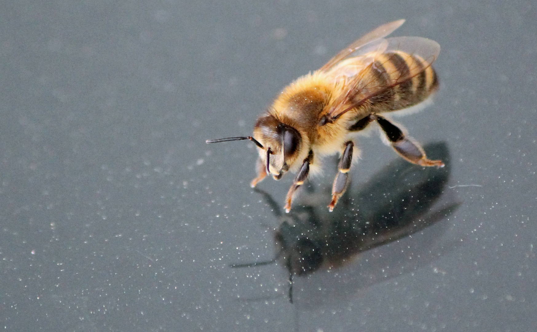 Biene auf dem Autodach