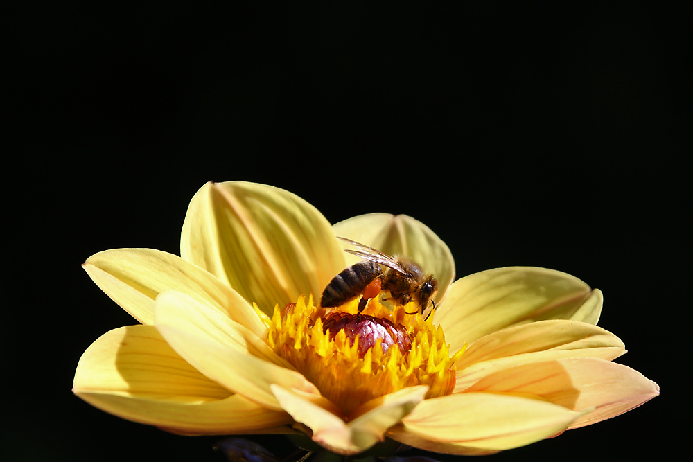 Biene auf dem "Blüten-Schiff"