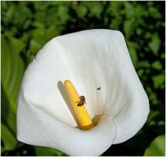 Biene auf dem Blütenstand einer weißen Calla