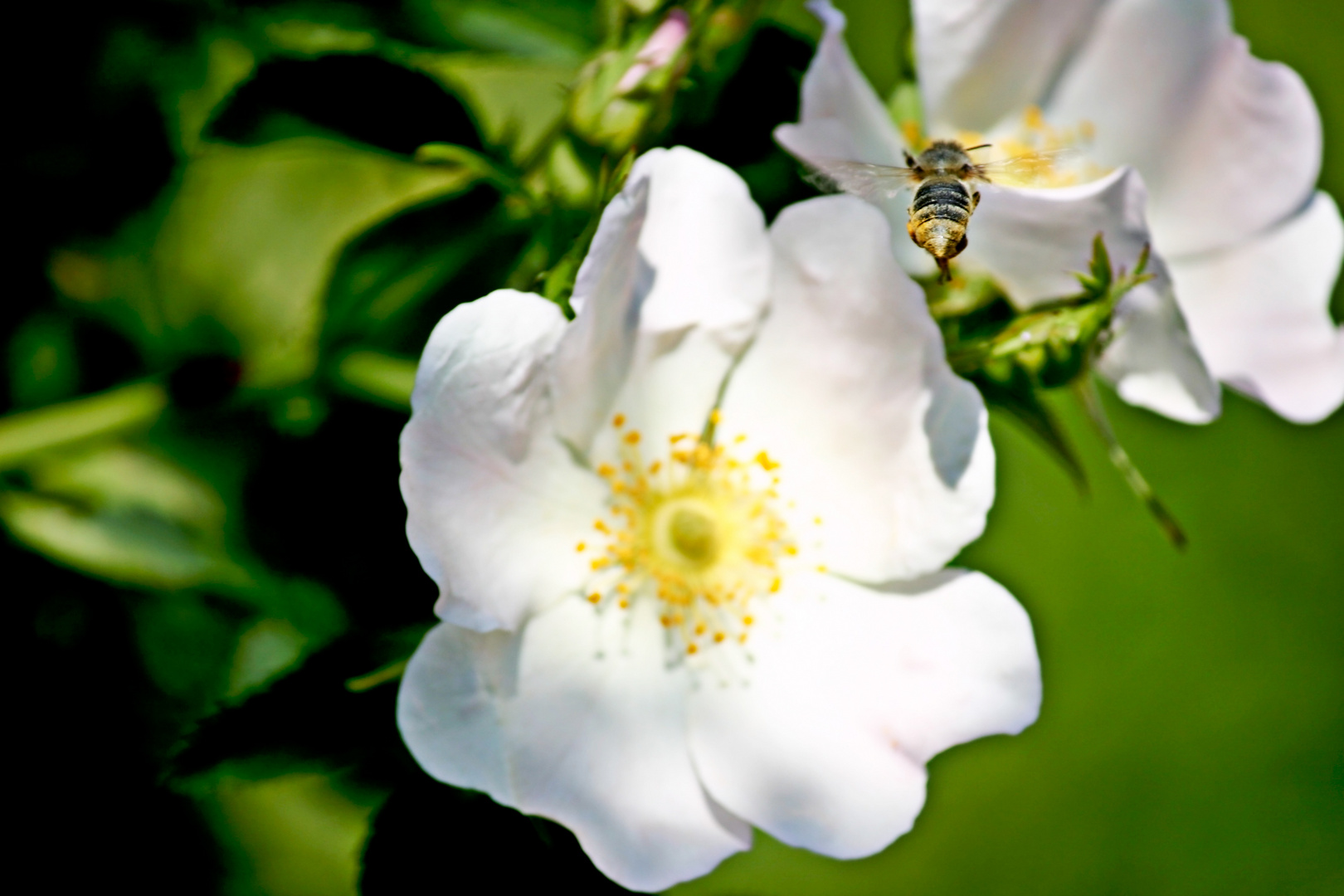 Biene auf dem Flug zur nächsten Blüte