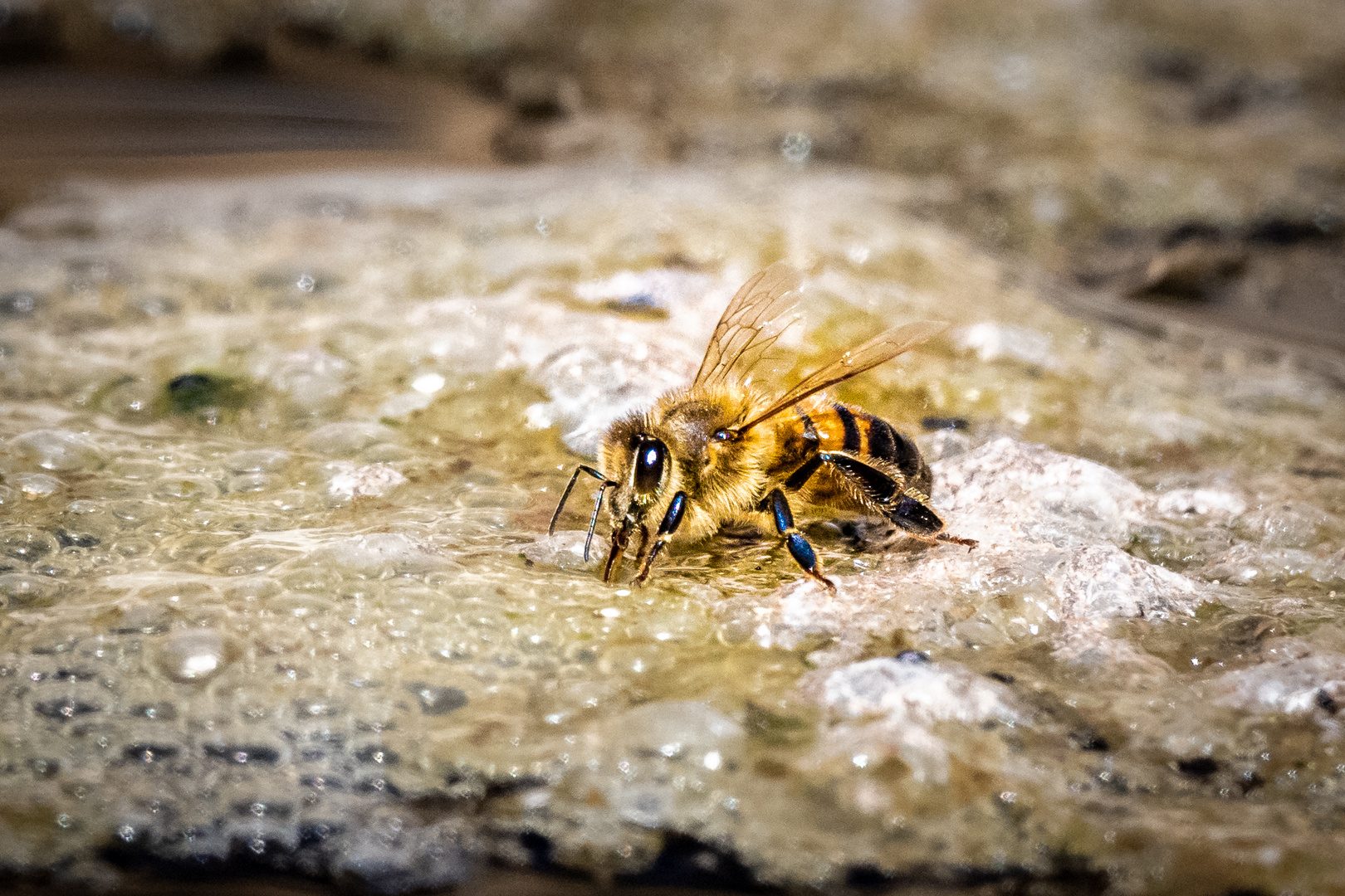 Biene auf dem Froschweiher