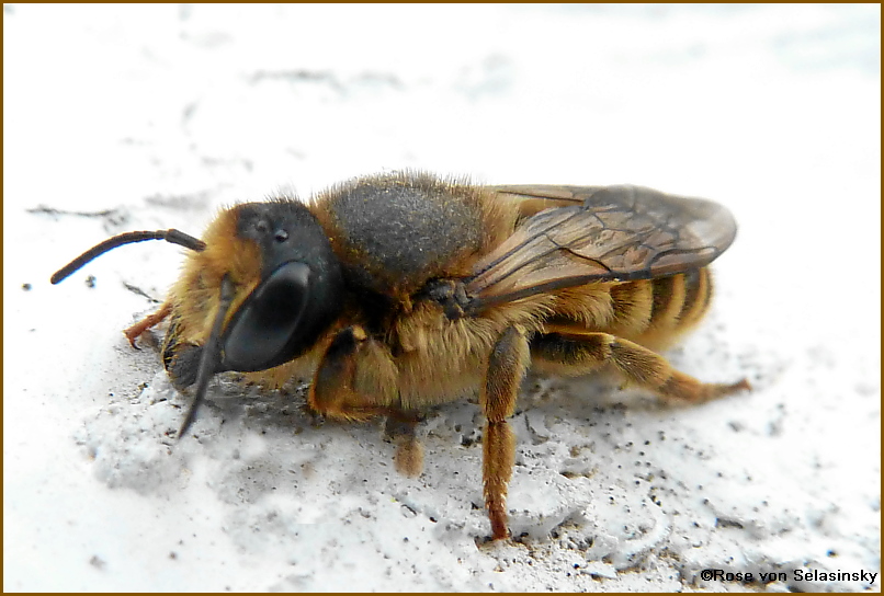 Biene auf dem Geländer