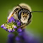 Biene auf dem Lavendelzweig