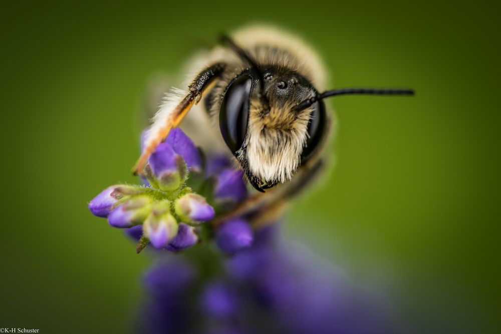 Biene auf dem Lavendelzweig