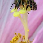 Biene auf dem Pollenstempel