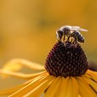 Biene auf dem Sonnenhut