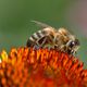 Bienen