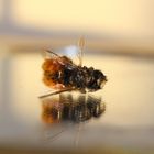 Biene auf dem Spiegel