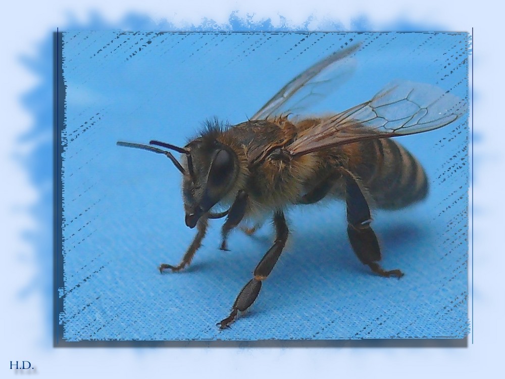 Biene auf dem Terassentisch 1