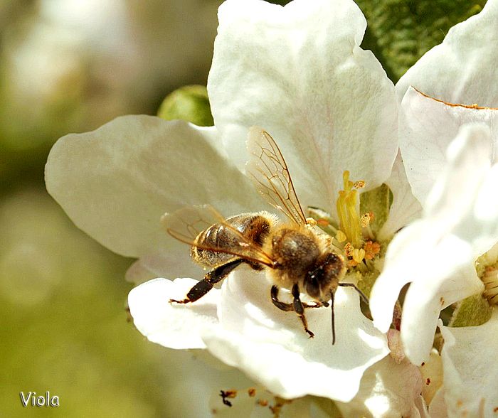 Biene auf der Apfelblüte