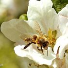 Biene auf der Apfelblüte