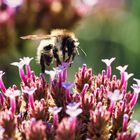 Biene auf der Blüte