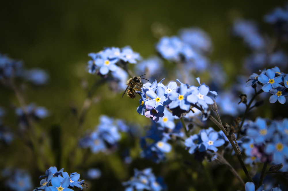 Biene auf der Blüte