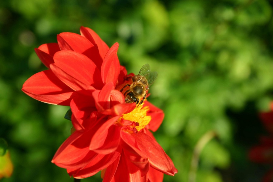 Biene auf der Blüte