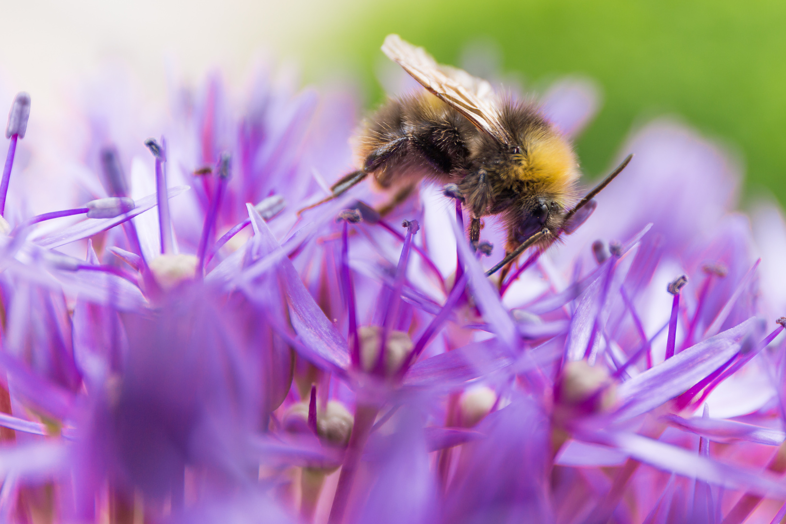 Biene auf der Blüte