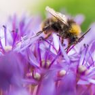 Biene auf der Blüte